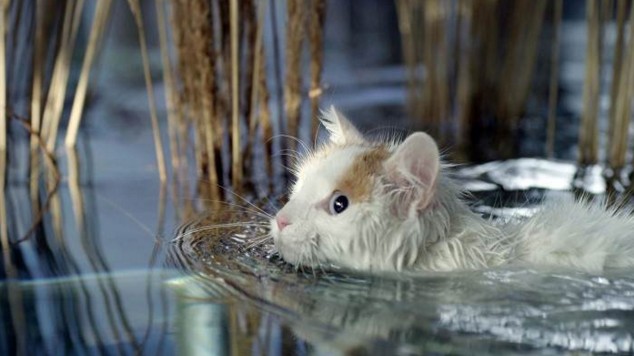 Les super-pouvoirs du chat : un docu-animalier inédit à revoir en replay super pouvoirs chat