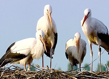 Le rôle de la moto au cinéma