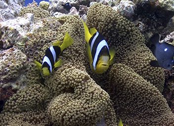 Le rôle de la moto au cinéma