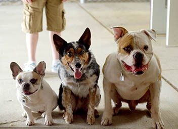 Le rôle de la moto au cinéma