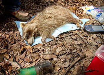 Le rôle de la moto au cinéma