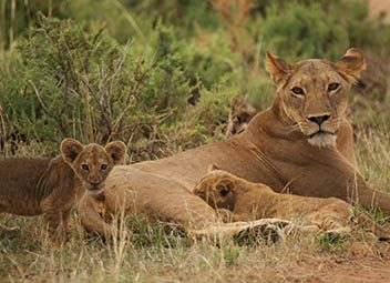 Le rôle de la moto au cinéma