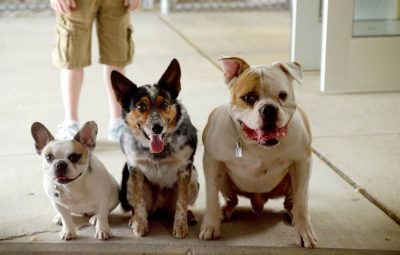 Le rôle de la moto au cinéma