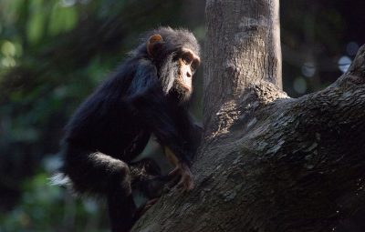 Le rôle de la moto au cinéma