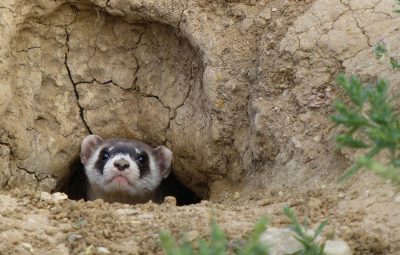 Le rôle de la moto au cinéma