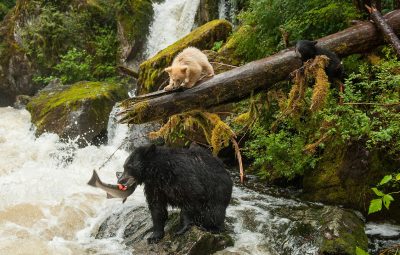 Le rôle de la moto au cinéma