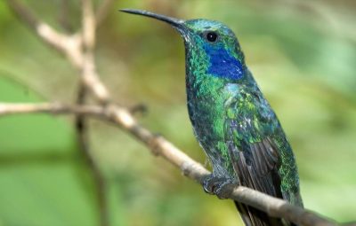 Le rôle de la moto au cinéma