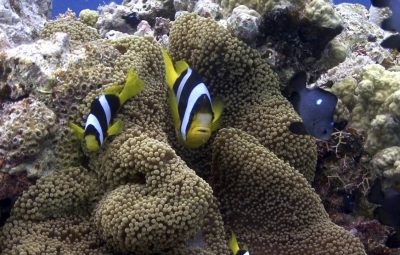 Le rôle de la moto au cinéma