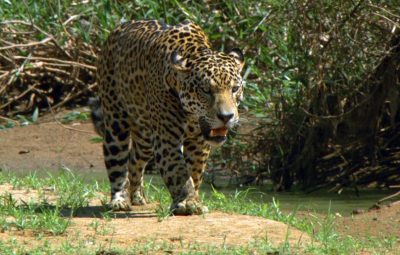 Le rôle de la moto au cinéma