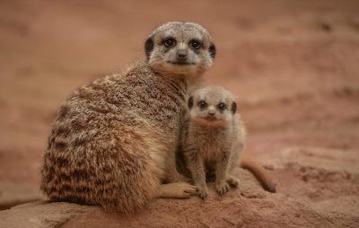 Le rôle de la moto au cinéma