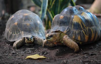 Le rôle de la moto au cinéma