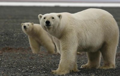 Le rôle de la moto au cinéma