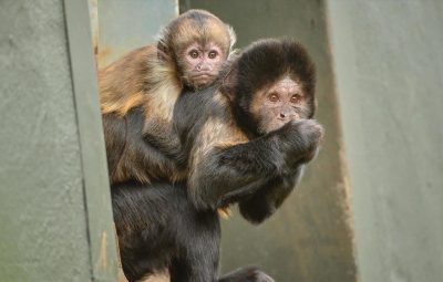 Le rôle de la moto au cinéma
