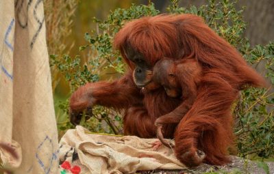 Le rôle de la moto au cinéma