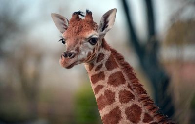 Le rôle de la moto au cinéma