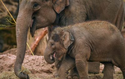 Le rôle de la moto au cinéma